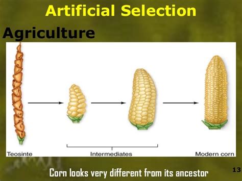 Unlocking the Secrets of Corn Artificial Selection for Superior Crops