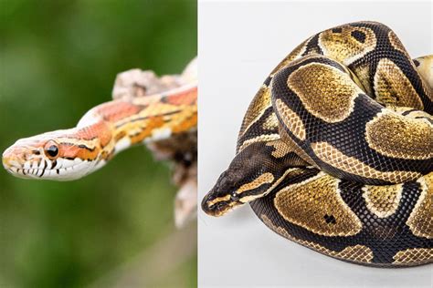 Corn Ball Python