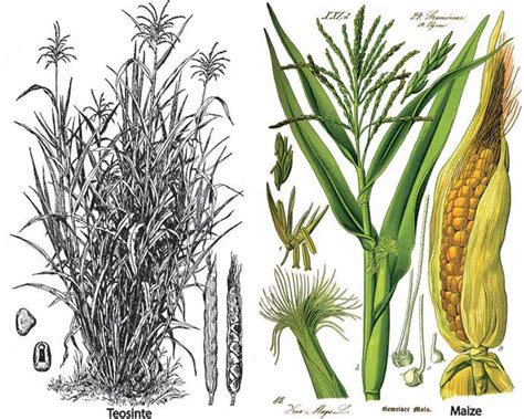 Corn Beef Origin Story