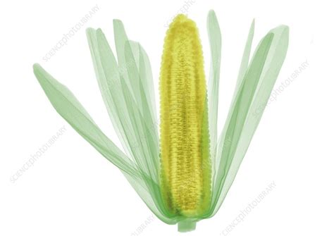 Corn Cob On X Ray