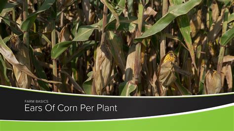 Corn Ears Per Plant
