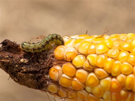 Corn Earworm Control