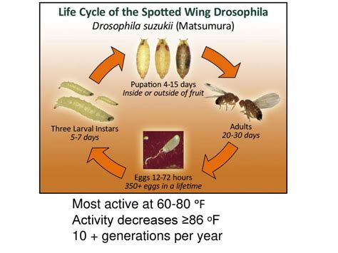 Corn Earworm Generations Per Year
