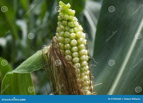 Corn Growing On Stalk