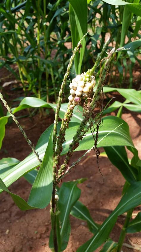 Corn Kernels On Tassel