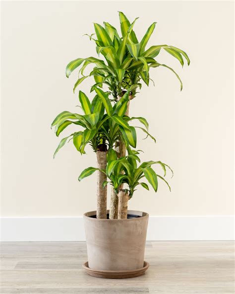 Corn Plant (Dracaena fragrans) Tropicals & Houseplants › Anything Grows
