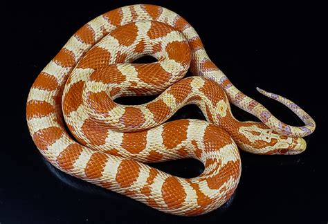 Corn Snake Ball Python Hybrid