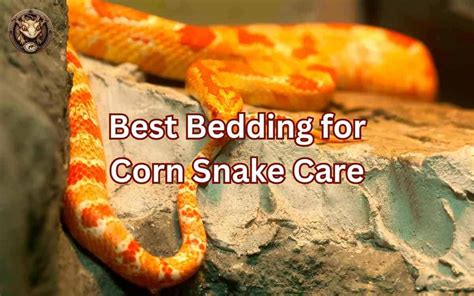 Corn Snake Bedding Alternatives