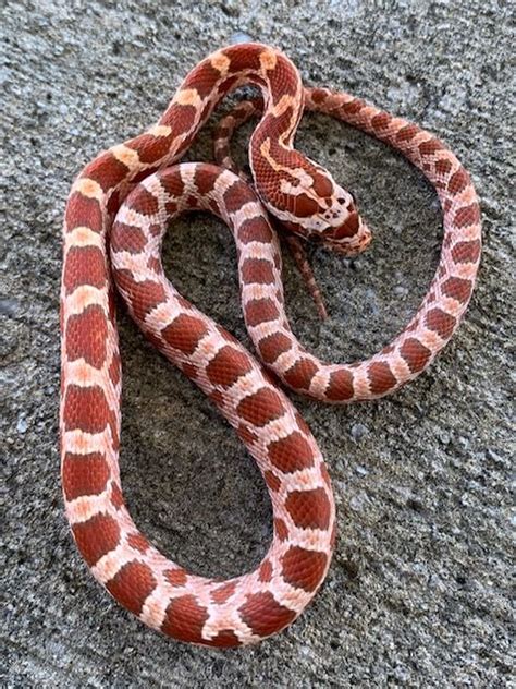 corn snake for sale online