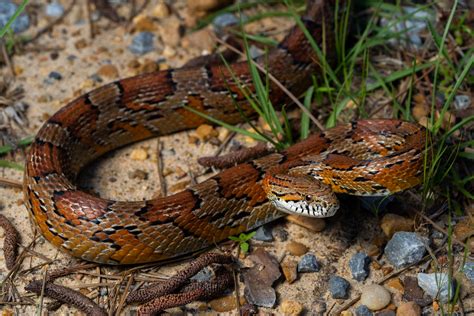 Corn Snake Mississippi