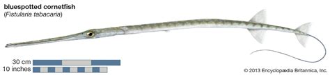 Cornetfish Size