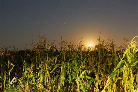 cornfield by moonlight