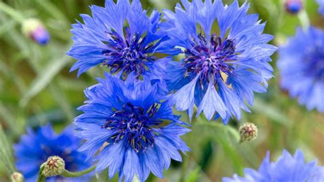 Cornflower Care