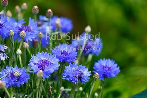 Cornflowers Nz