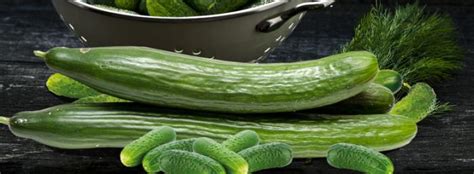 Cornichon Et Concombre Difference