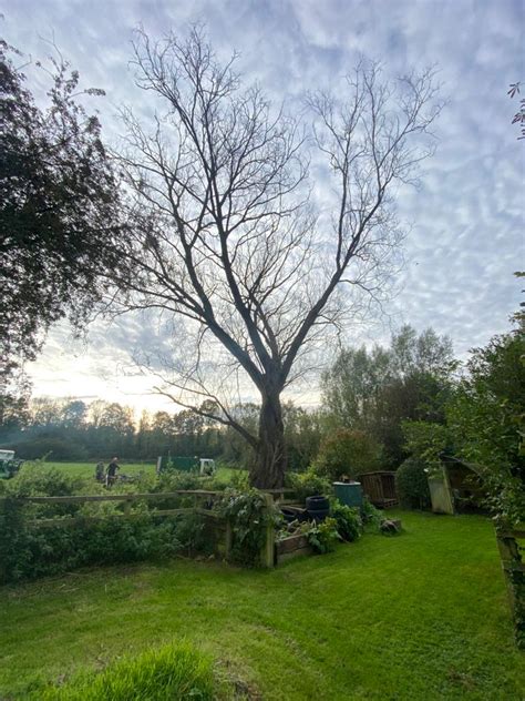 cornudella willow dead rapper