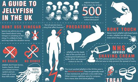 Cornwall Compass Jellyfish Sting