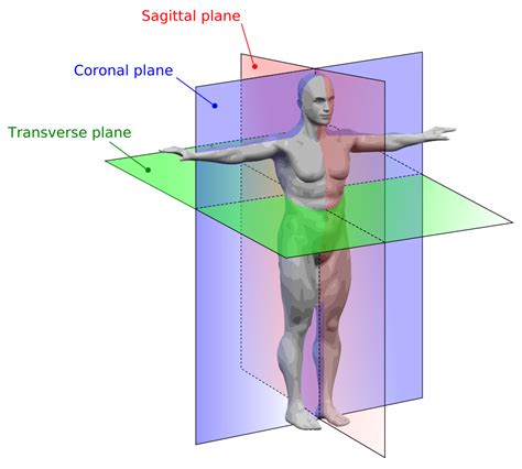 coronal plane divides the body into