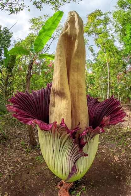 The Corpse Flower: A Smelly Marvel Of Nature