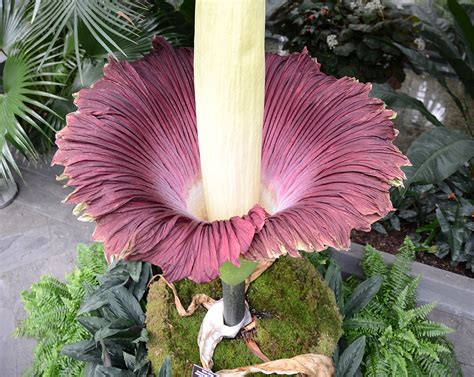 Corpse Flower DC Bloom: Rare Sight 2023