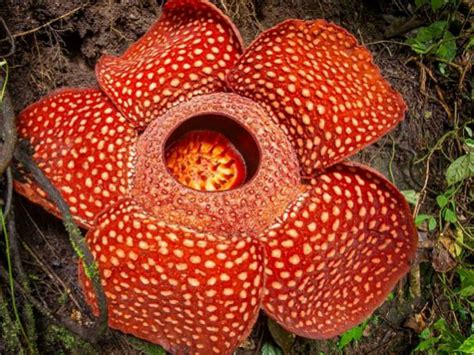 corpse flower rafflesia