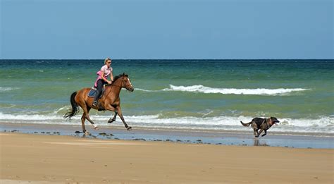 Horses On The Beach Corpus Christi Horseback riding, Horses, Corpus