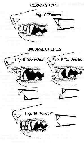 Correct Dog Scissor Bite