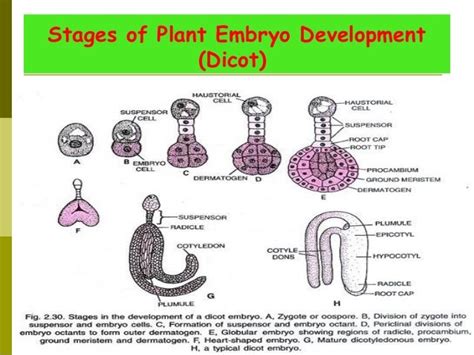 correct sequence of embryonic development in angiosperm is