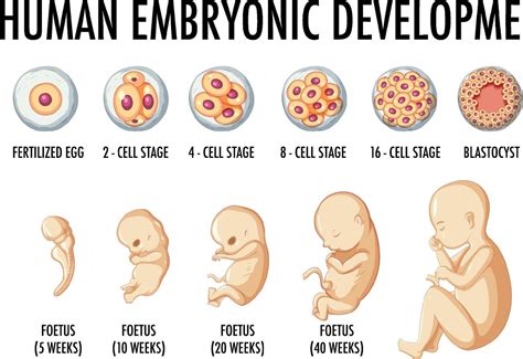 correct sequence of embryonic development in humans