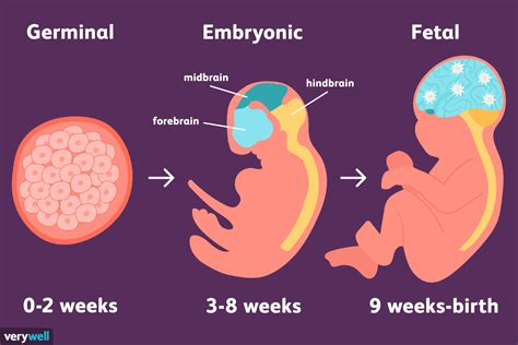 correct sequence of prenatal development