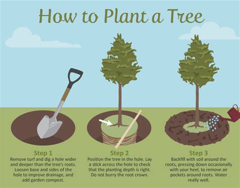 correct way to plant a tree