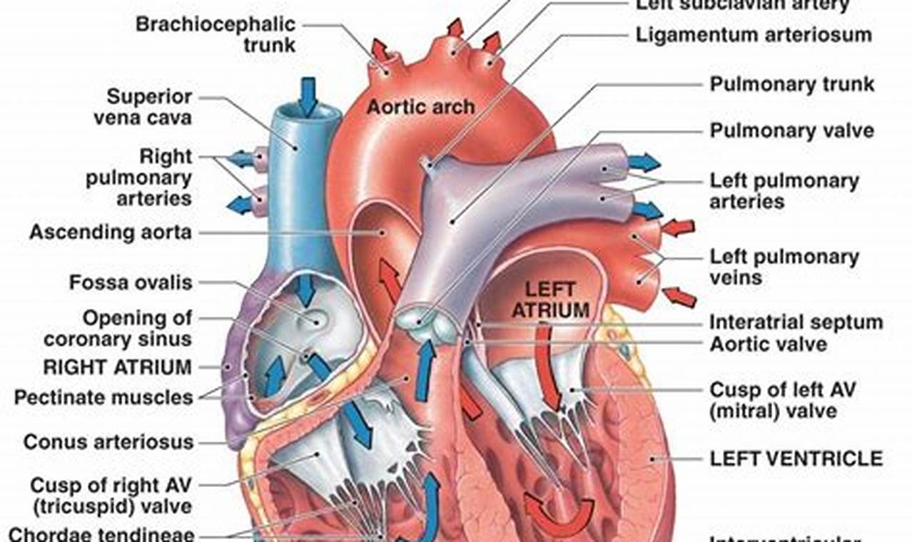 Correctly Label The Following Internal Anatomy Of The Heart