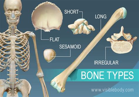correctly match the bone type with its example: flat bone.