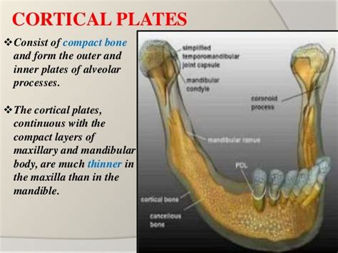cortical and cancellous bone in mandible