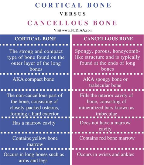 cortical vs cancellous bone