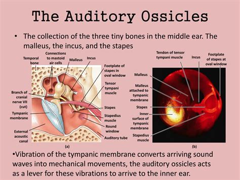 corticated ossicles definition