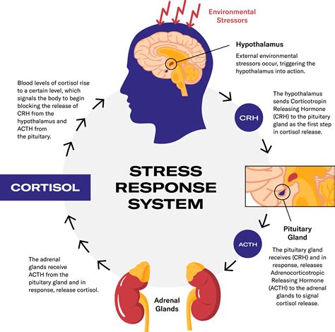 Managing Cortisol and Stress for a Healthier Life Today