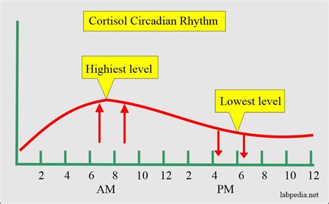 Understanding Your Cortisol Levels Range: What is Normal and What is Not?