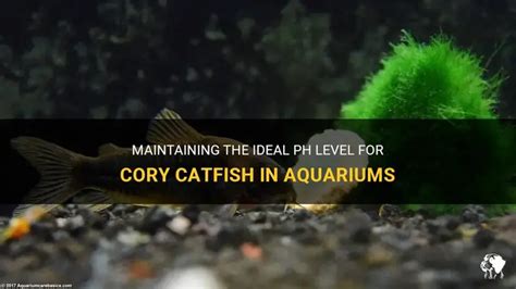 Cory Catfish Ph Level