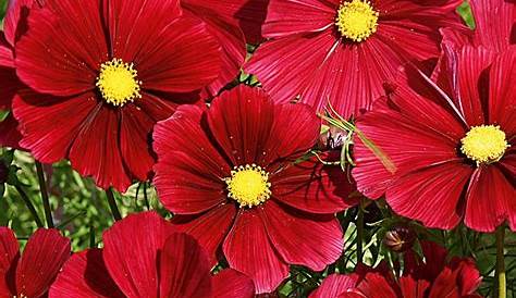 Cosmos Rubenza rouge carmin Annuelle à très grandes