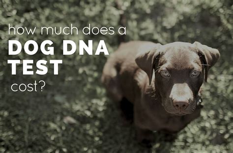 cost for dog dna test