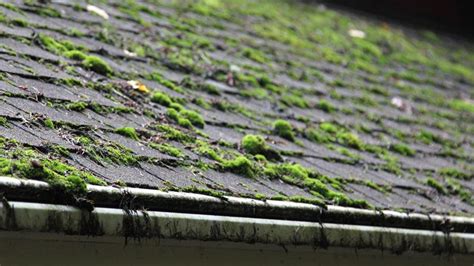 cost for roof cleaning moss removal treatment