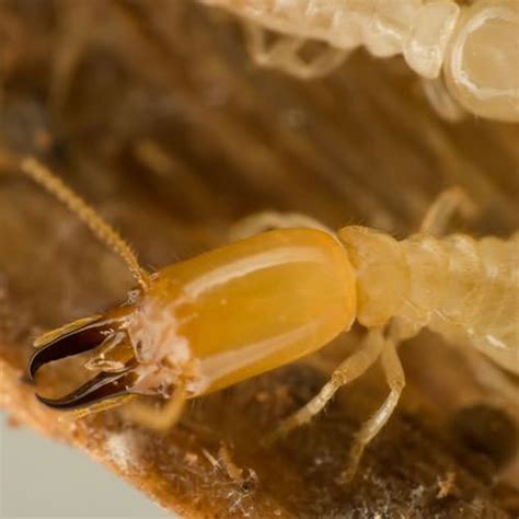 cost for termite treatment carrollton georgia