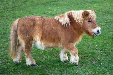cost of a shetland pony
