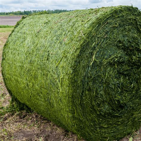 cost of alfalfa hay