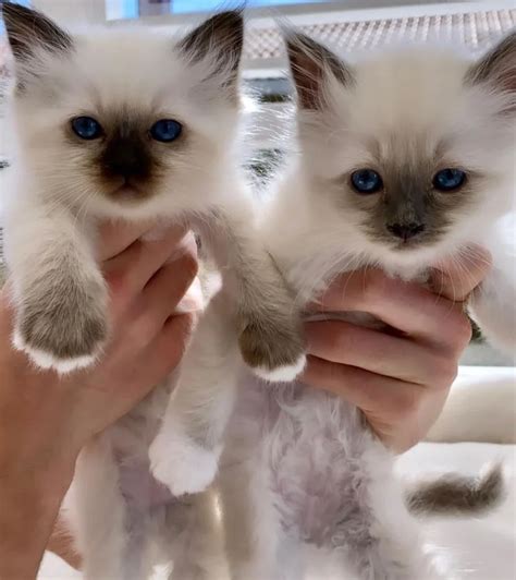 Cost Of Birman Kittens