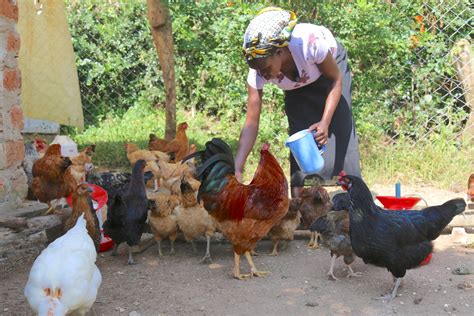 cost of chicken feeding in kenya