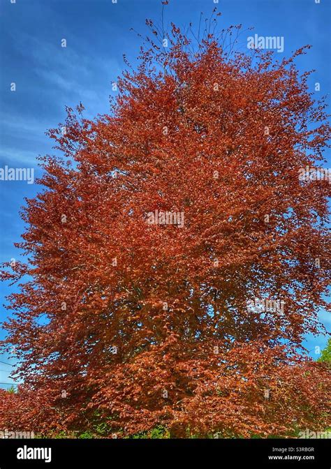 Cost Of Copper Beech Tree