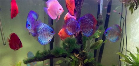 cost of discus fish