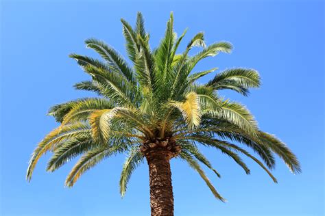 Cost Of Established Palm Tree